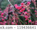 紅梅花 119436641