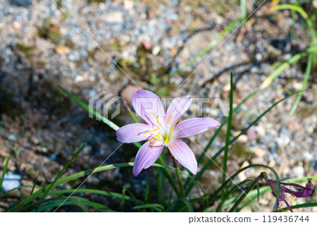 Wild saffron plant 119436744