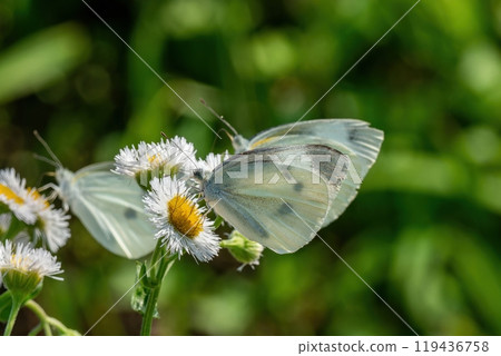 Three cabbage white butterflies gathered on a white daisy 119436758