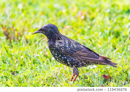 The common starling or European starling, Sturnus vulgaris, walks across the lawn. The common starling or European starling, Sturnus vulgaris, walks across the lawn. 119436876