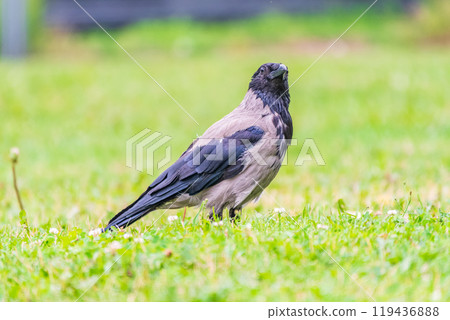 Hooded crow, corvus cornix, standing on the lawn in the spring or summer 119436888