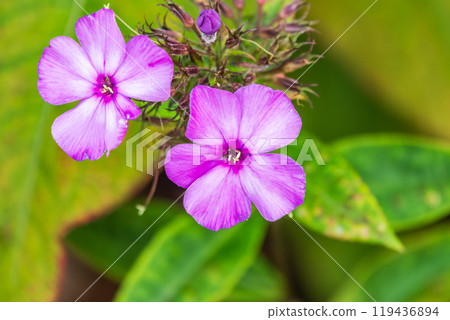 Pink phlox flowers. Phlox paniculata. Flowering herbaceous plants. Blooming phlox paniculata in the garden 119436894