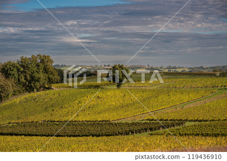 Sunset landscape bordeaux wineyard france, europe Nature 119436910