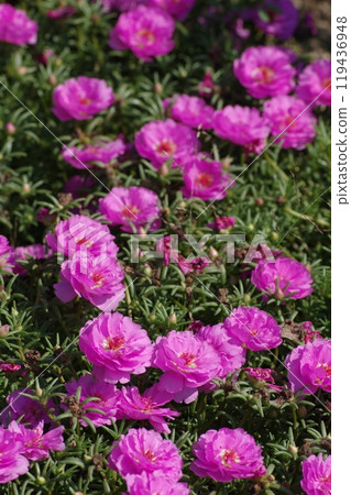 Flower landscape 119436948