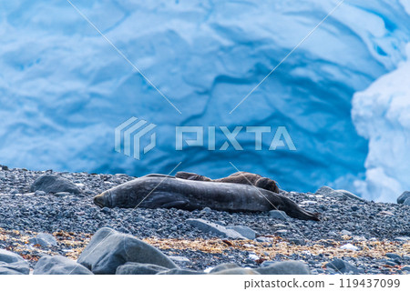 Weddell Seals near Mikkelsen Harbour Weddell Seals near Mikkelsen Harbour 119437099