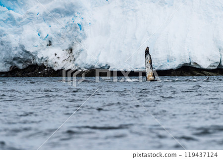 Tail of a humpback whale in the Antarctic 119437124