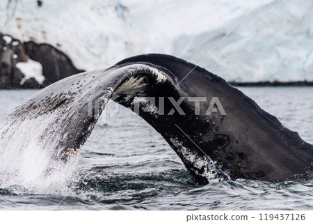 Tail of a humpback whale in the Antarctic Tail of a humpback whale in the Antarctic 119437126