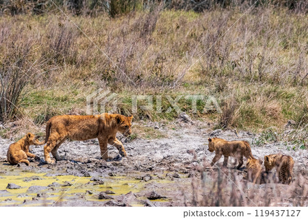 Lion Cubs in the Ngorogoro Crater Lion Cubs in the Ngorogoro Crater 119437127