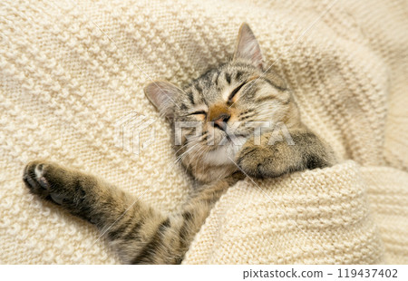 Close-up portrait of a domestic gray cat on a knitted sweater. The cat sleeps in a warm cozy knitted scarf. 119437402