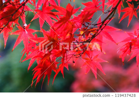 Autumn leaves of Tokugawaen 119437428