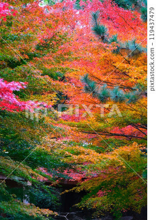 德川的秋葉 德川的秋葉 119437479