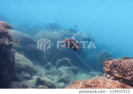 underwater landscape of a coral reef with colorful exotic fish underwater landscape of a coral reef with colorful exotic fish 119437513