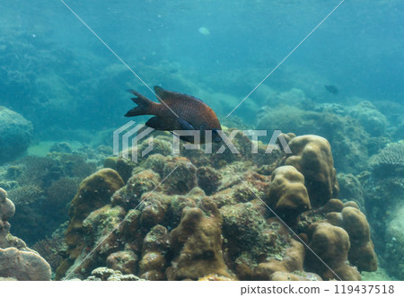 underwater landscape of a coral reef with colorful exotic fish underwater landscape of a coral reef with colorful exotic fish 119437518