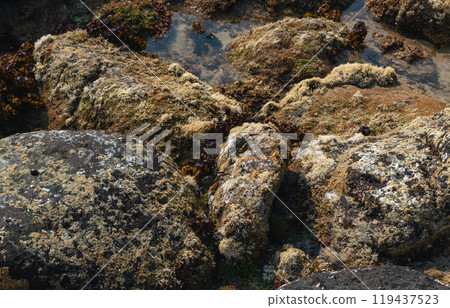 small black crabs came out on the rocky shore at low tide small black crabs came out on the rocky shore at low tide 119437523