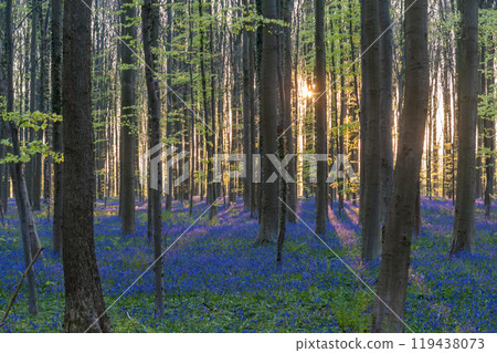 Sunrise illuminating bluebells 119438073