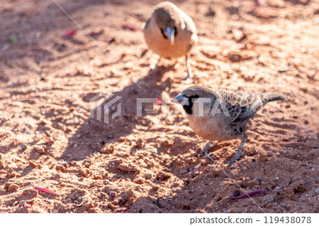 sociable weaver bird sociable weaver bird 119438078