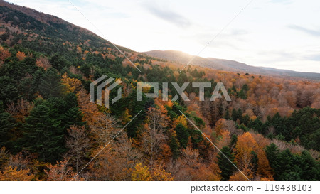 Golden and Red Autumn Tree Tops With Sunlight 119438103