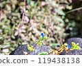 帶有亮藍色的 Commelina community 119438138