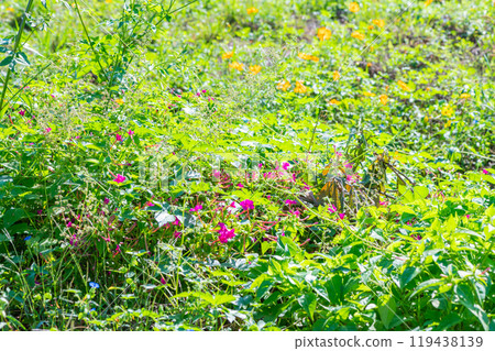 色彩繽紛的花朵自然生長 119438139