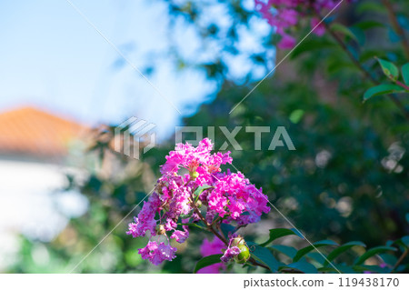 雖已入秋，紫薇依然盛開 119438170