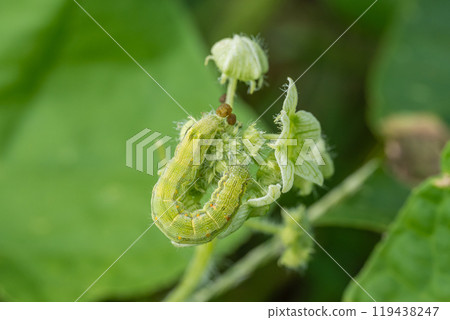 Lionfly larva Lionfly larva 119438247