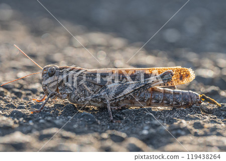 車馬蚱蜢（棕色型） 119438264