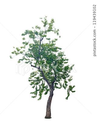 Pterocarpus macrocarpus (Burma padauk) trees 119439102