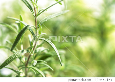 迷迭香葉生長在明亮的房間裡 119439165