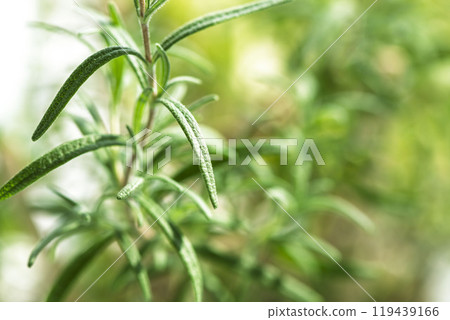 迷迭香葉生長在明亮的房間裡 119439166