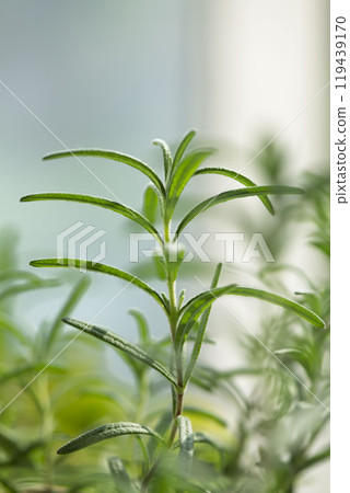 迷迭香葉生長在明亮的房間裡 119439170