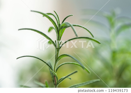 Rosemary leaves growing in a bright room Rosemary leaves growing in a bright room 119439173