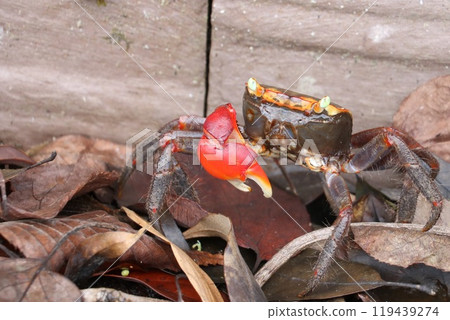 [Hyogo Prefecture] Roadside red crab 119439274