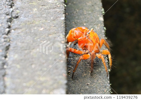 [Hyogo Prefecture] A Benzene crab crawling out of a drain 119439276