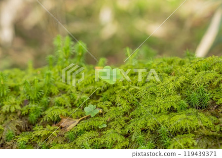 A three-leaf clover-like plant growing quietly on hyacinth moss A three-leaf clover-like plant growing quietly on hyacinth moss 119439371