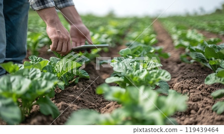 Technology in Agricultural field, cultivated and plantation with futuristic smart objects 119439464