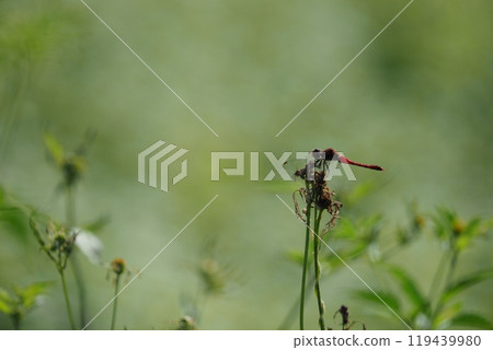 紅蜻蜓 119439980