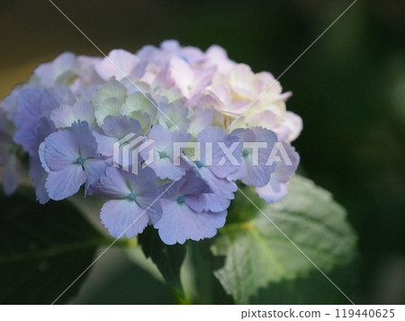 pink hydrangea wet in the rain pink hydrangea wet in the rain 119440625
