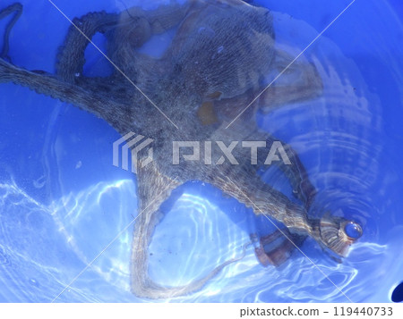 I caught a common octopus 119440733