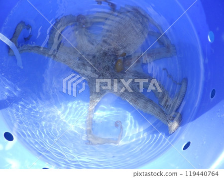 I caught a common octopus 119440764