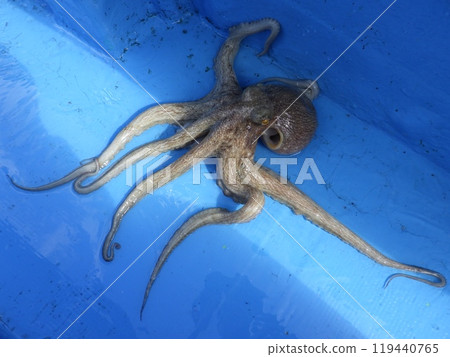 I caught a common octopus 119440765
