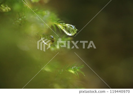 Small drops of water emerging from the moss Small drops of water emerging from the moss 119440970