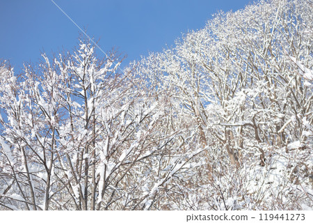 積雪覆蓋的木頭 積雪覆蓋的木頭 119441273