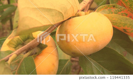 A persimmon on a tree A persimmon on a tree 119441335