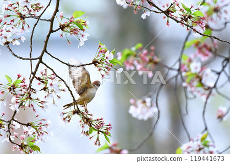 Sparrows in Spring 2023 at Higashi Honganji Temple Sparrows in Spring 2023 at Higashi Honganji Temple 119441673