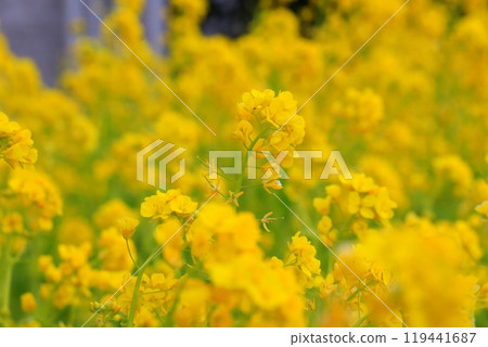 沐浴春日陽光的油菜花 沐浴春日陽光的油菜花 119441687