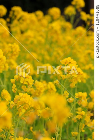 沐浴春日陽光的油菜花 沐浴春日陽光的油菜花 119441689