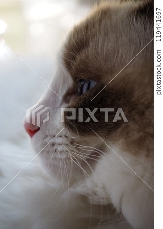 A cat staring at you A cat staring at you 119441697
