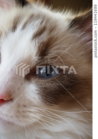 A cat staring at you A cat staring at you 119441699