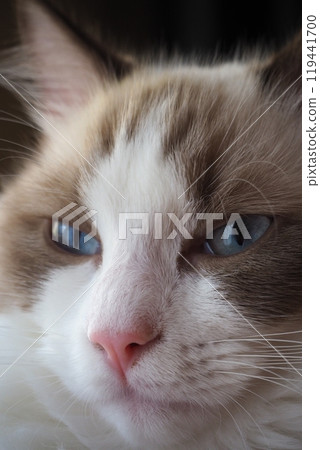 A noble looking cat A noble looking cat 119441700