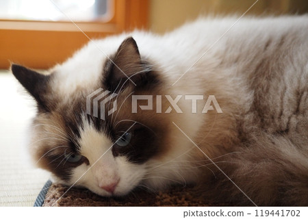 Cat staring lazily 119441702